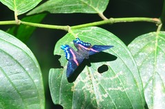 Ancyluris jurgensenii