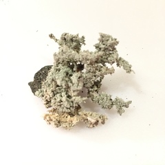 Stereocaulon dactylophyllum