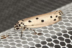 Ethmia heptasema