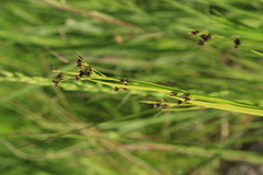 Rhynchospora globularis