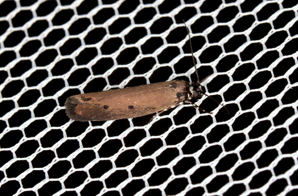 Ethmia heliomela