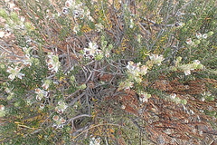 Phylica purpurea