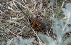 Psorodonotus