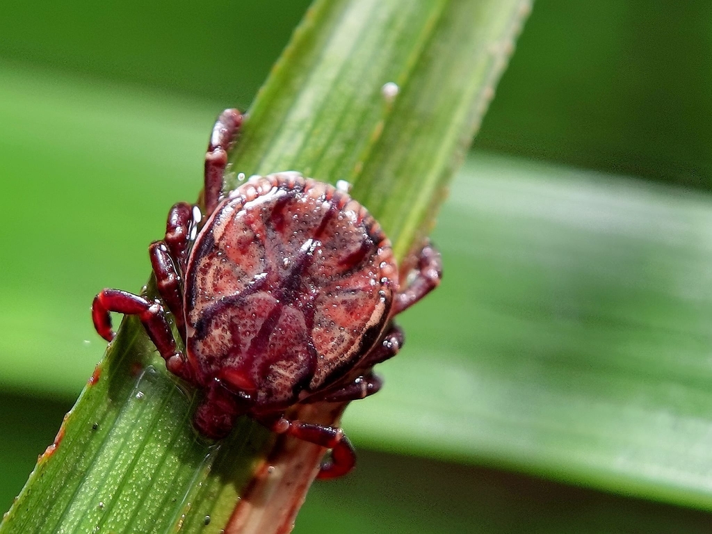 Dermacentor auratus