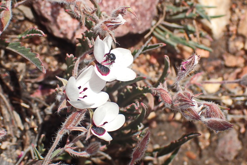 Image of Pelargonium tricolor by no rights reserved