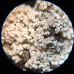 Stereocaulon dactylophyllum