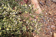 Aspalathus granulata