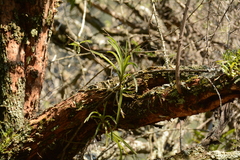 Tridactyle tricuspis