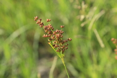 Juncus interior