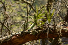 Tridactyle tricuspis
