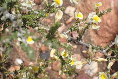 Aspalathus granulata