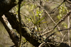 Tridactyle tricuspis