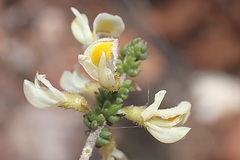Aspalathus granulata