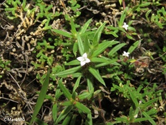 Hexasepalum apiculatum