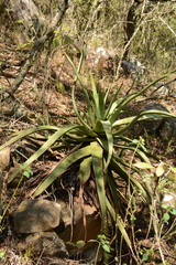 Aloe spicata