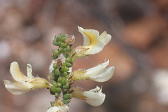 Aspalathus granulata