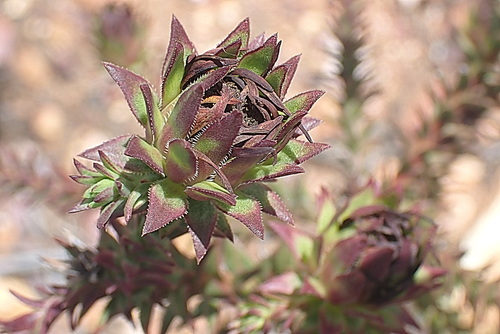 Image of Oedera capensis by no rights reserved