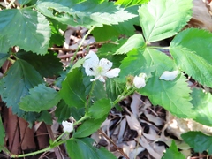 Rubus affinis
