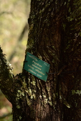 Psydrax obovata elliptica