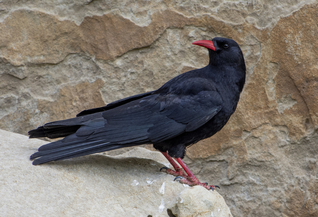 Red-billed Chough (Pyrrhocorax pyrrhocorax) photo