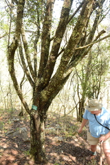 Psydrax obovata elliptica