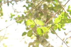 Psydrax obovata elliptica