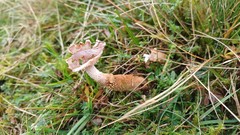 Dissoderma paradoxum
