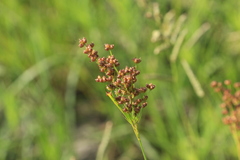 Juncus interior