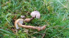 Dissoderma paradoxum