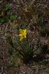 Hypoxis obtusa