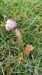Dissoderma paradoxum