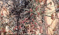 Polygala wittebergensis