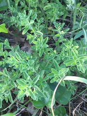 Scutellaria drummondii