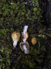 Cortinarius epiphaeus