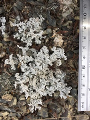 Stereocaulon dactylophyllum