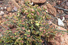 Polygala wittebergensis