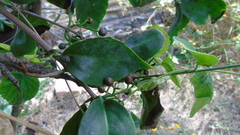 Struthanthus quercicola