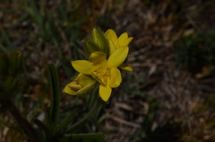 Hypoxis obtusa