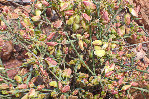 Rock Falsepea (Polygala wittebergensis)