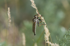 Echthistus rufinervis
