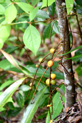 Hicksbeachia pinnatifolia