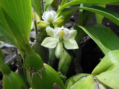Prosthechea radiata