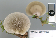 Conchomyces bursiformis