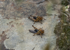 Dociostaurus maroccanus