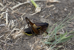 Psorodonotus