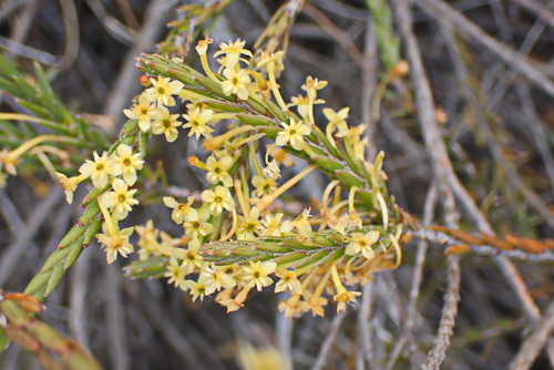 Image of Struthiola eckloniana by no rights reserved