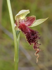 Calochilus pulchellus