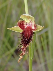 Calochilus pulchellus