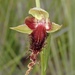 Pretty Beard Orchid - Photo (c) johneichler, some rights reserved (CC BY-NC), uploaded by johneichler
