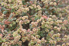 Psammotropha quadrangularis